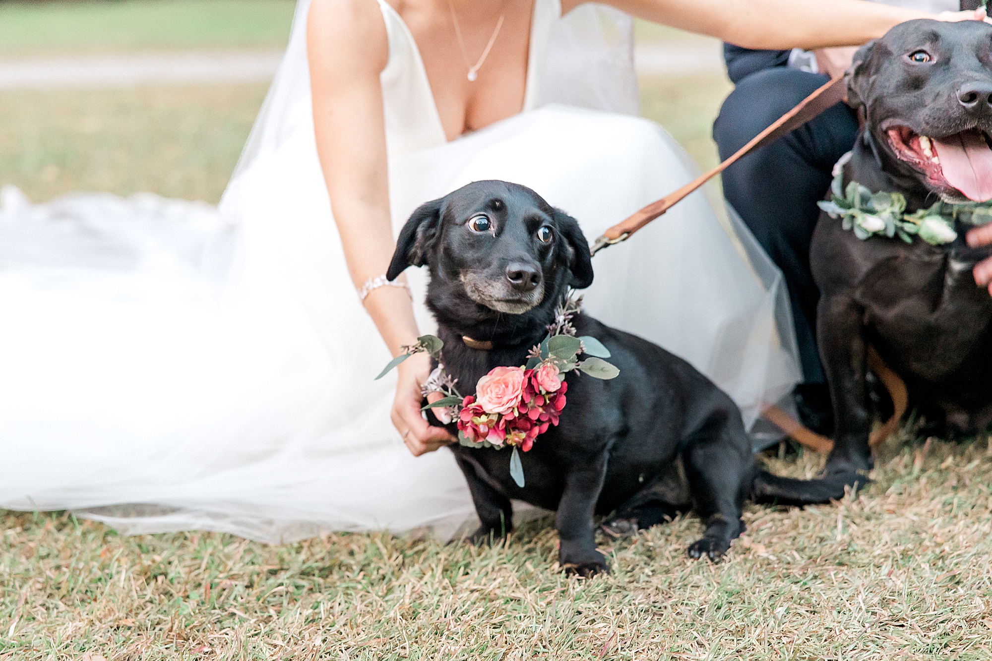 bride and grooms dog after wedding