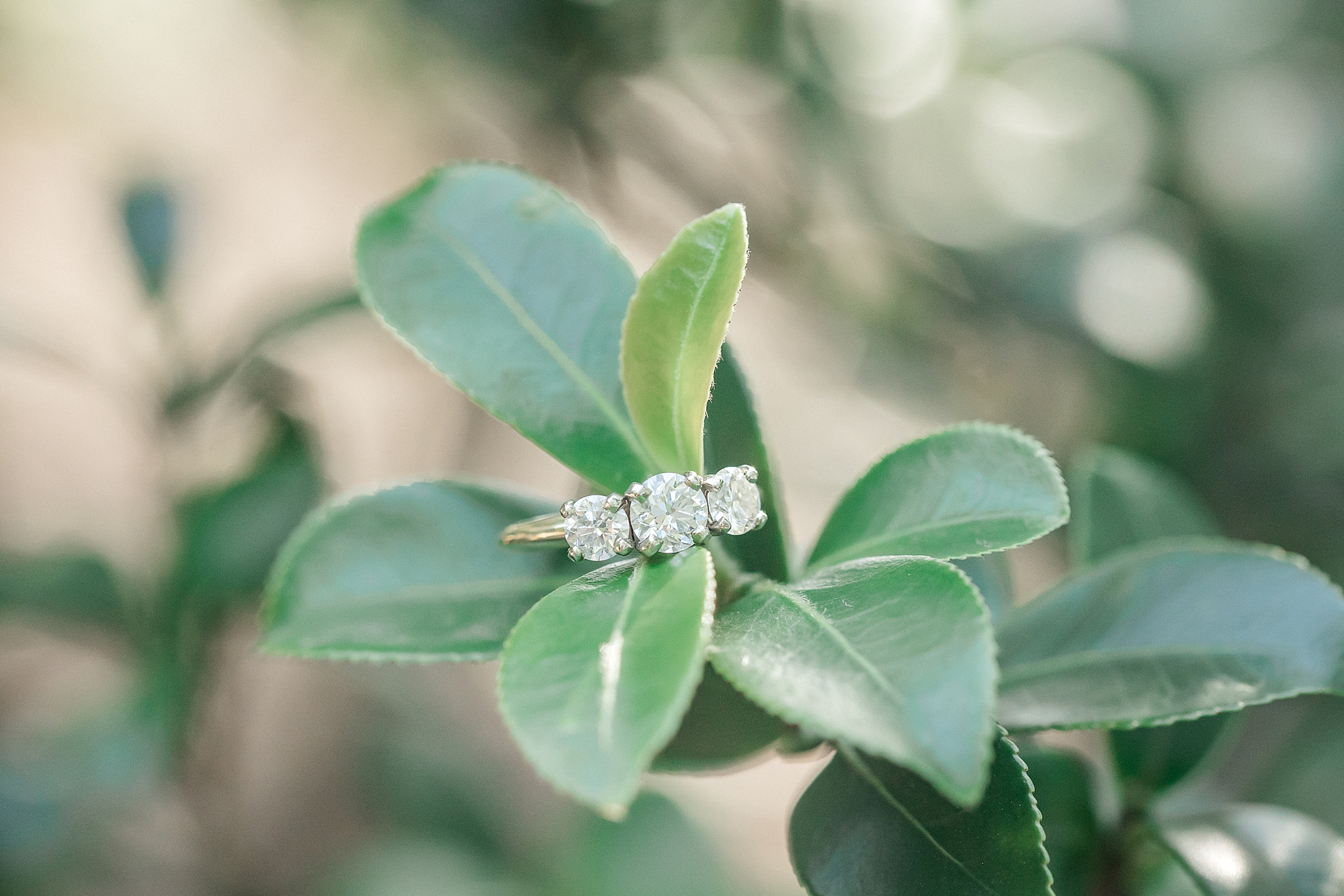 engagement ring on leaf