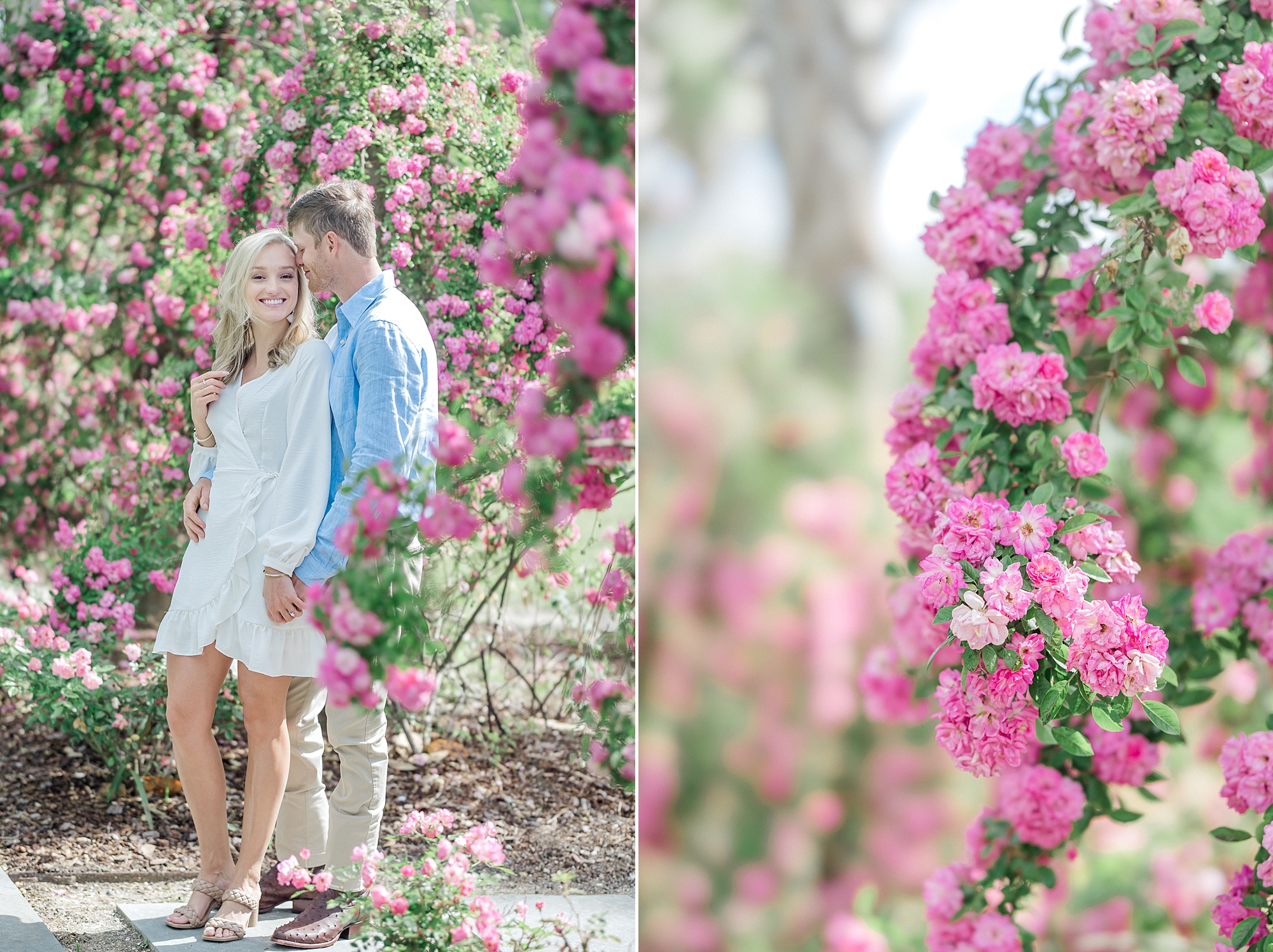 Peggy Martin Pink roses in Hampton Park engagement session