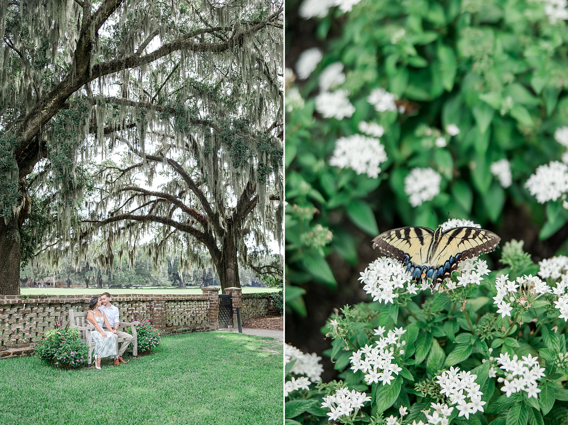 butterflies on flowers at garden